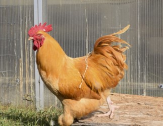 This is one of the few roosters found at the greenhouse.