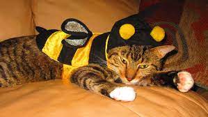A costume you can choose for Halloween is a cat.