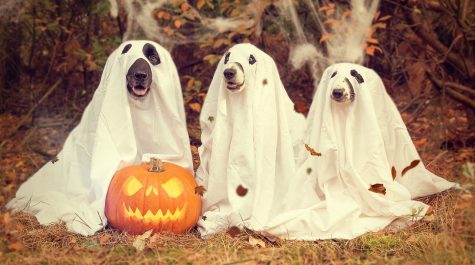 A costume you can choose for Halloween is a ghost or a dog.