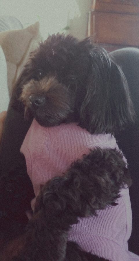 This is Jenene Grovers dog, Shuri, in a sweater.