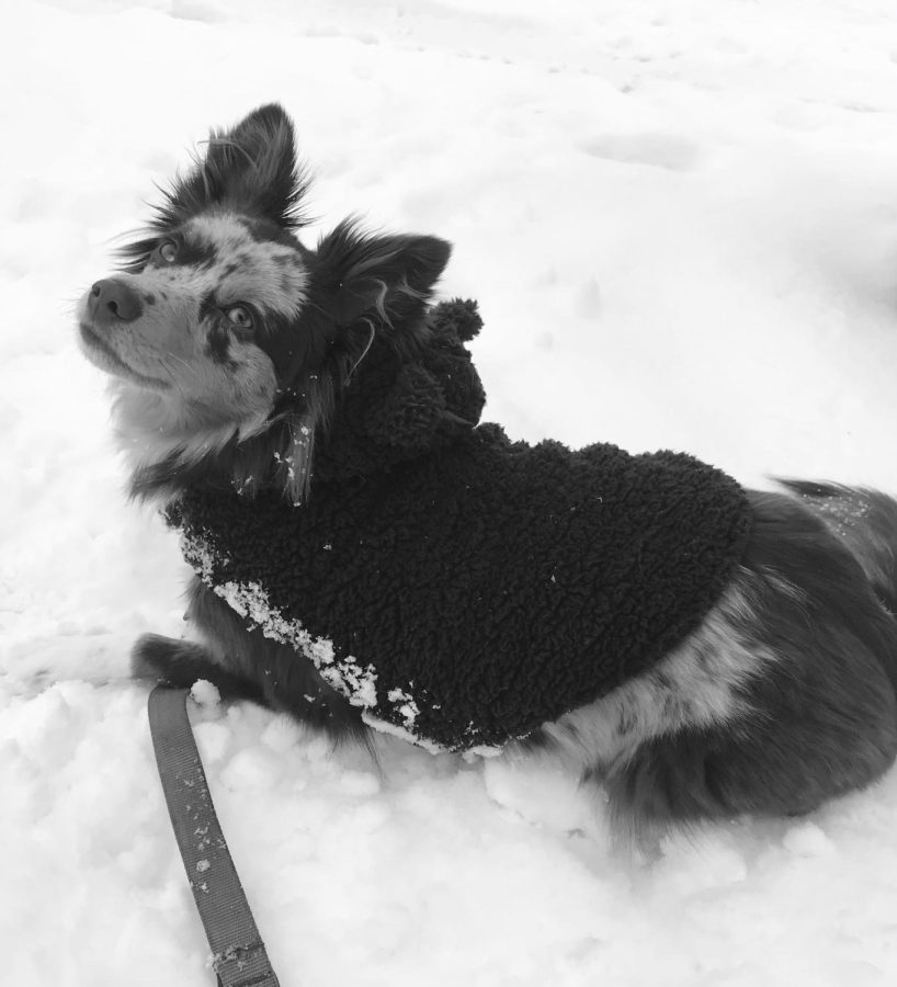 Pictured is Zoe Vecchios dog, Juniper, wearing a coat in the snow.