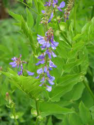 Galega orientals are Tennessee native flowers.