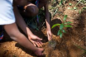 Planting a tree is a great way to help the environment.
