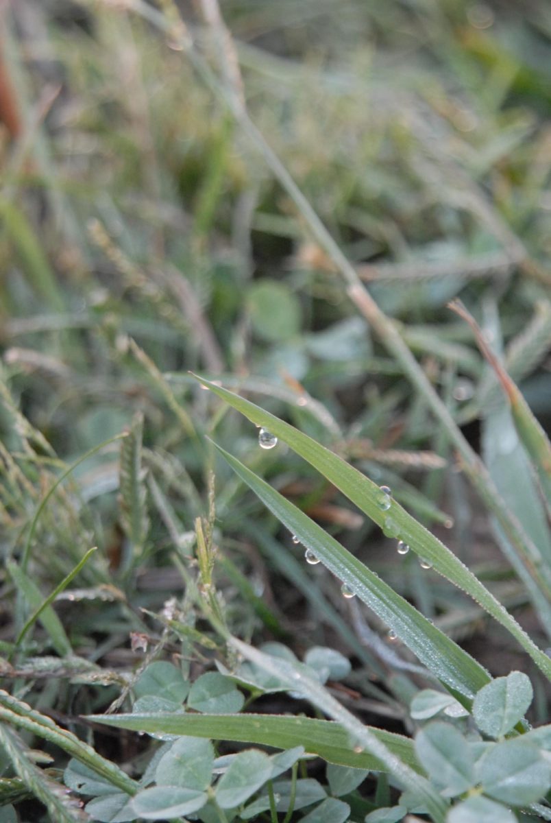 dewy grass after a rainstorm