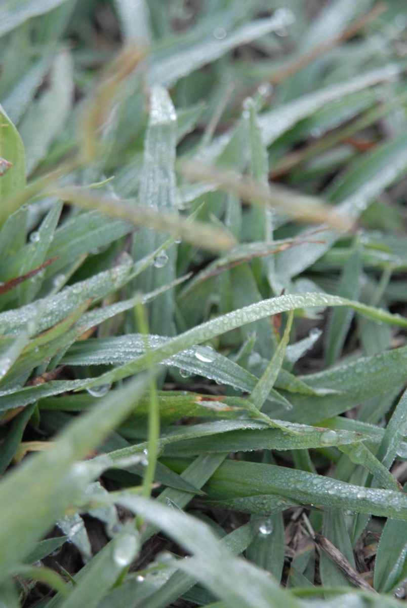Wet grass after a rainy day