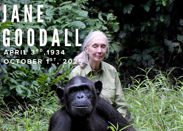 Jane Goodall’s Death